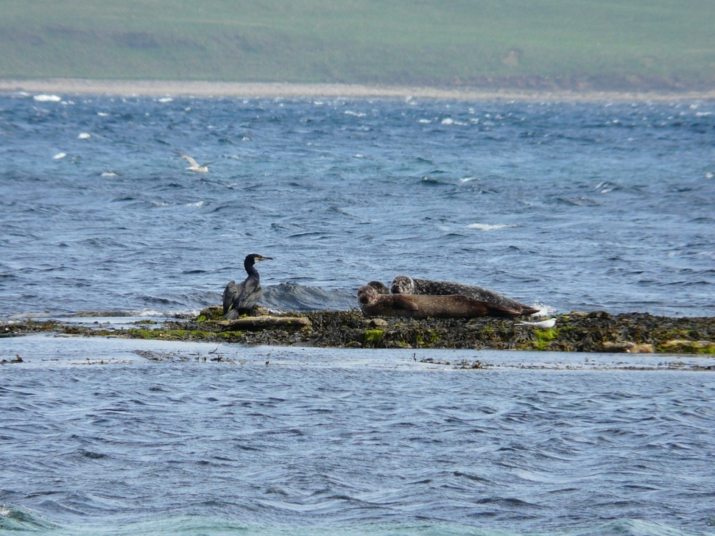 orkney 031