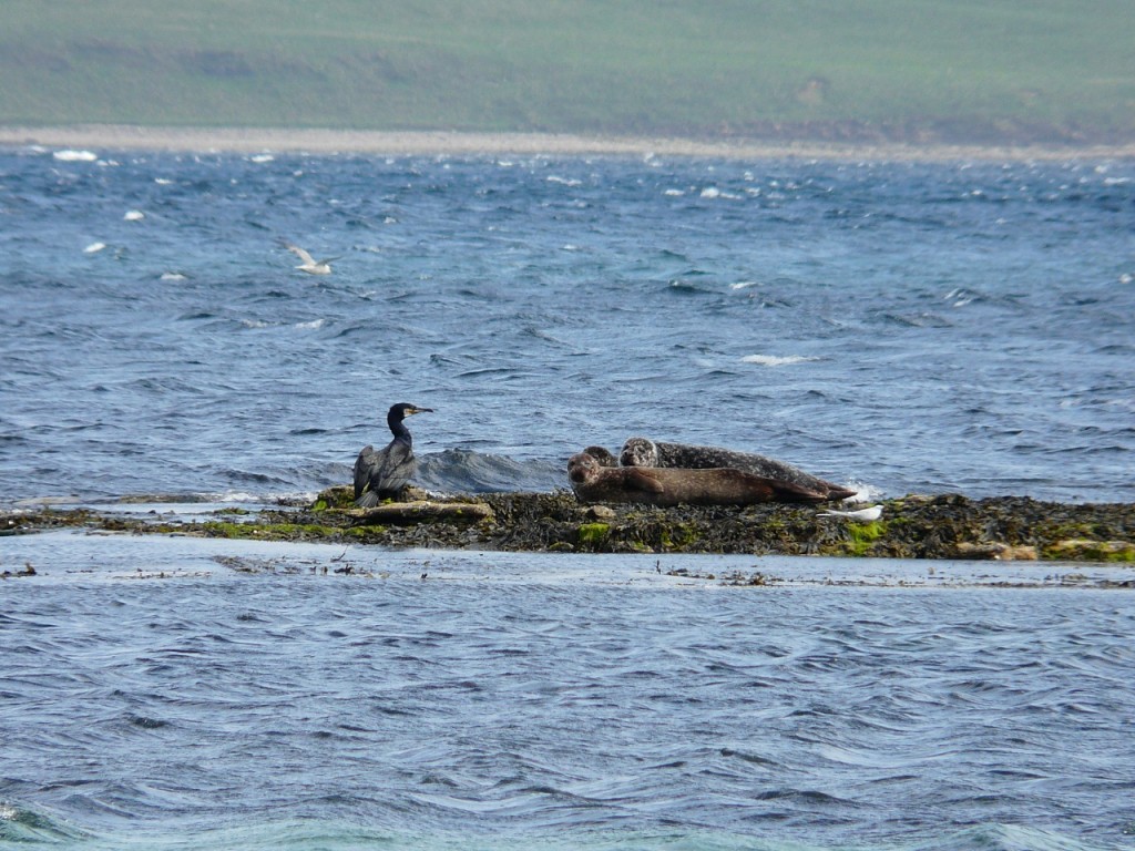 orkney 031