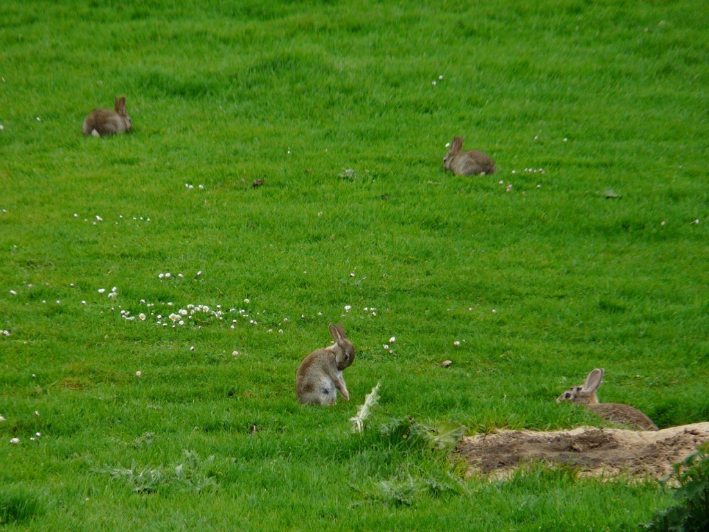 orkney 069