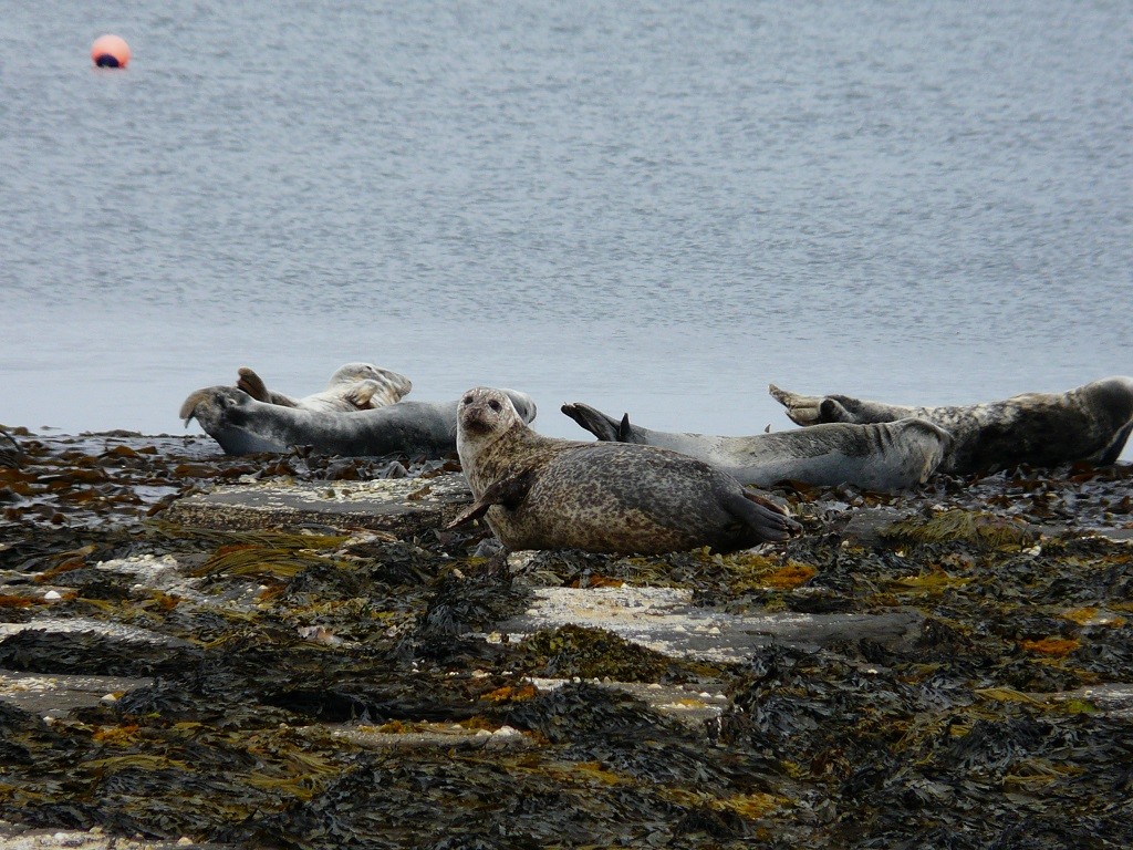 Orkney 2015 (139)