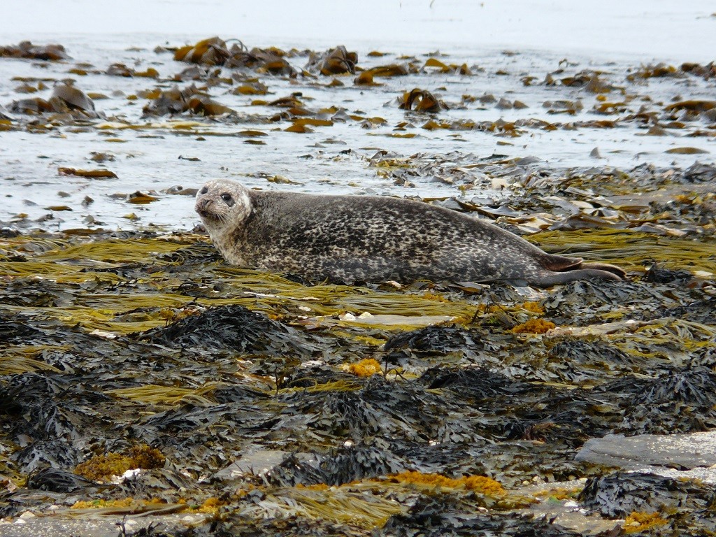 Orkney 2015 (145)