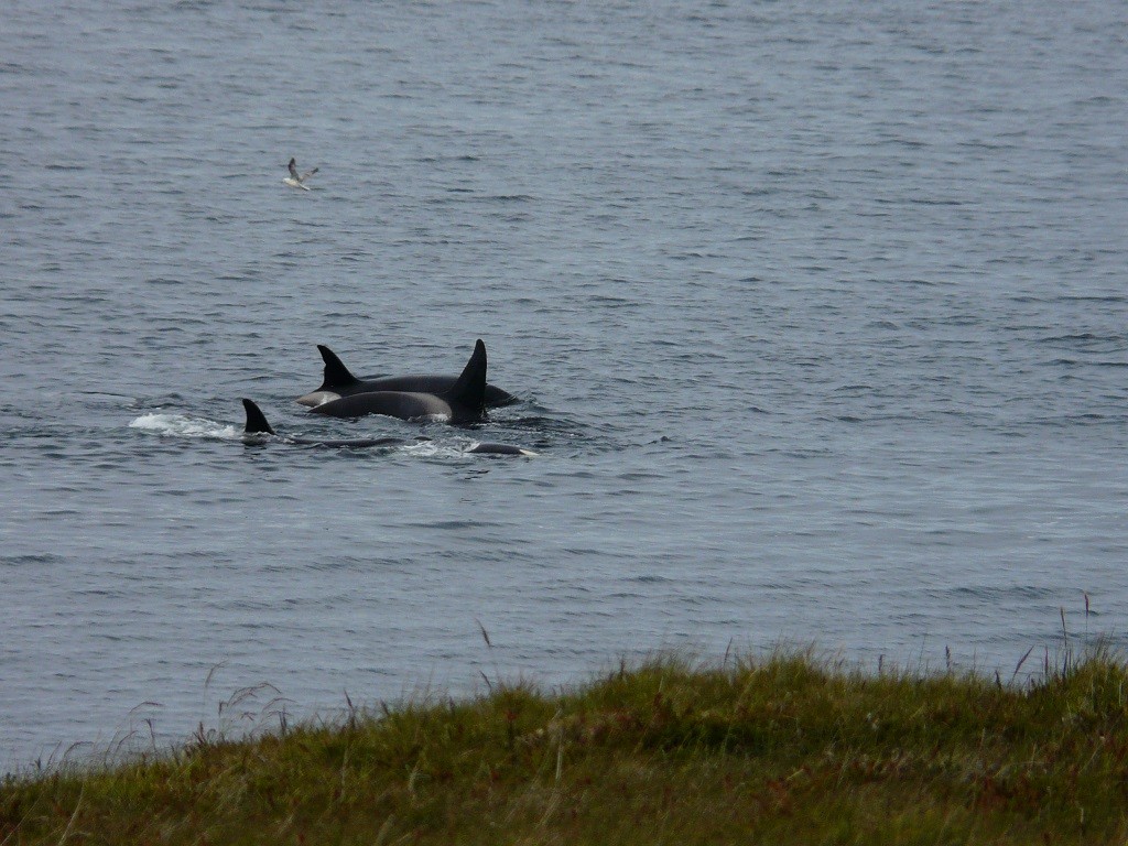 Orkney 2015 (170)